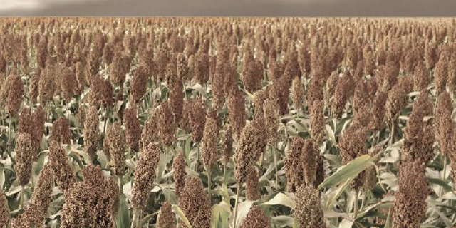 1590049283946370.jpg 18.jpg